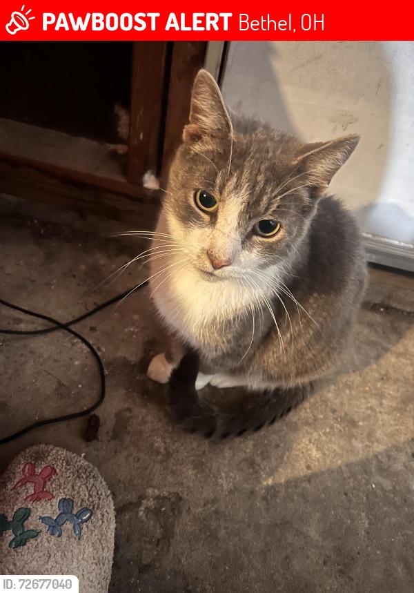 Lost Male Cat last seen Near felicity , Bethel, OH 45106