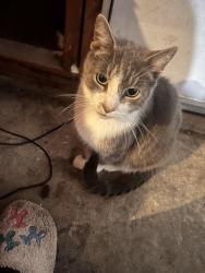 Lost Male Cat last seen Near felicity , Bethel, OH 45106