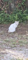 Found/Stray Male Cat last seen East of Judson Rd, North Merritt Island, FL 32953