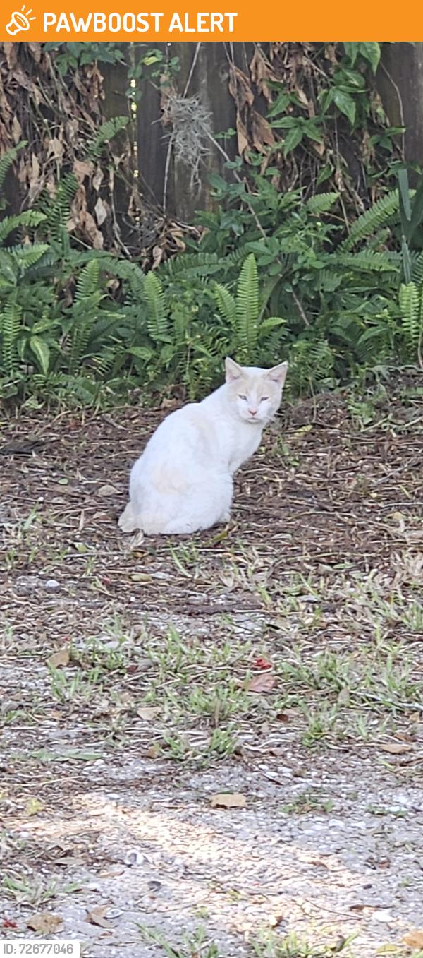 Found/Stray Male Cat last seen East of Judson Rd, North Merritt Island, FL 32953