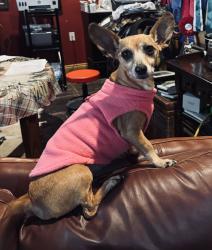 Found/Stray Female Dog last seen Woodlawn, Lonoke County, AR 72086
