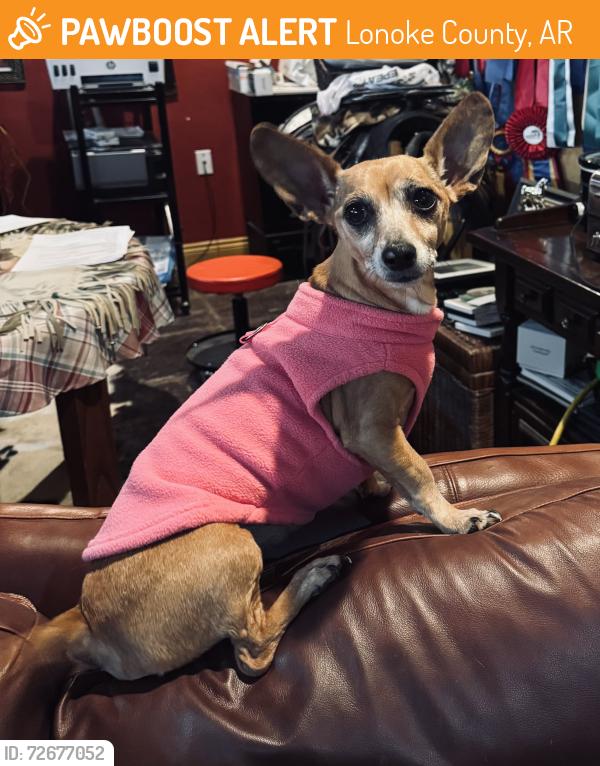 Found/Stray Female Dog last seen Woodlawn, Lonoke County, AR 72086
