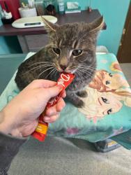 Found/Stray Male Cat last seen Just up from mill road on foot of Ten road, Foot of Ten, PA 16635
