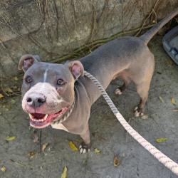 Found/Stray Male Dog last seen Near E Olympic Plaza, Long Beach, CA 90803, Long Beach, CA 90803