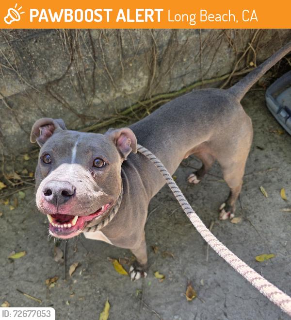 Found/Stray Male Dog last seen Near E Olympic Plaza, Long Beach, CA 90803, Long Beach, CA 90803