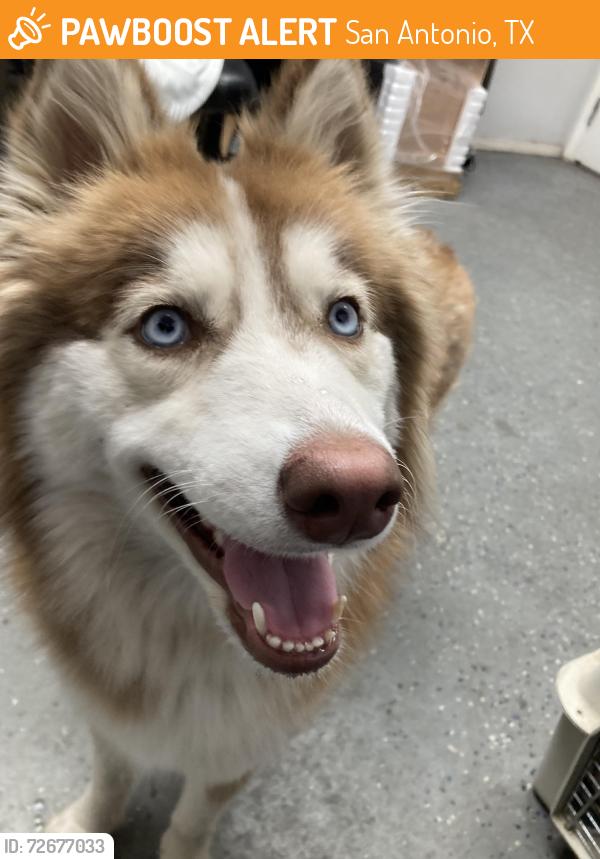 Found/Stray Female Dog last seen Wurzbach and Evers rd, San Antonio, TX 78240