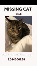 Lost Female Cat last seen Near Dessau Rd, Austin, TX 78754, Austin, TX 78753