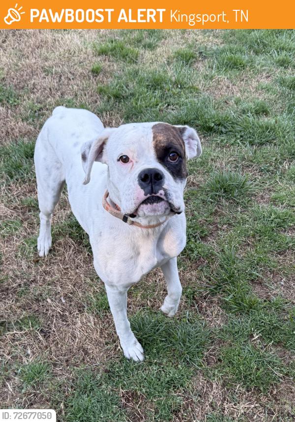 Found/Stray Male Dog last seen Charlemont Street, Kingsport, TN 37660