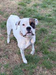 Found/Stray Male Dog last seen Charlemont Street, Kingsport, TN 37660