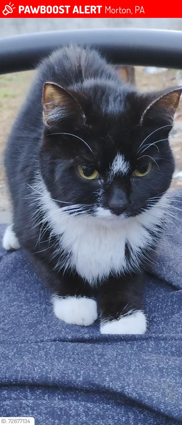 Lost Female Cat last seen Near South Morton Ave , Morton, PA 19070