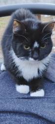 Lost Female Cat last seen Near South Morton Ave , Morton, PA 19070