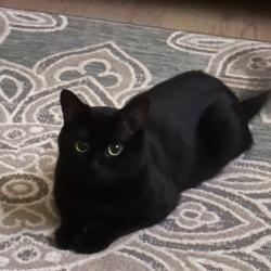 Lost Male Cat last seen Gadsden and Avenue K, Lancaster, CA 93534