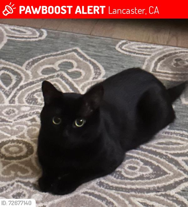 Lost Male Cat last seen Gadsden and Avenue K, Lancaster, CA 93534