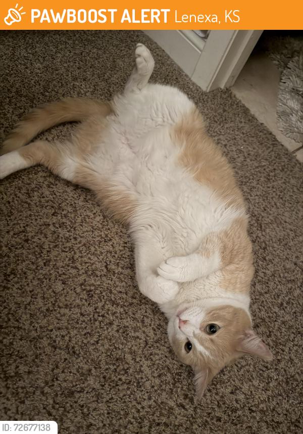 Found/Stray Male Cat last seen 87th and Renner, Lenexa, KS 66219
