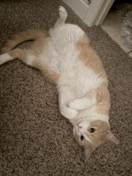 Found/Stray Male Cat last seen 87th and Renner, Lenexa, KS 66219