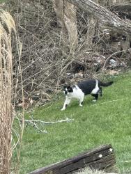 Found/Stray Unknown Cat last seen La Rosas, Cincinnati, OH 45247