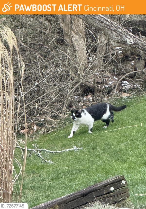 Found/Stray Unknown Cat last seen La Rosas, Cincinnati, OH 45247