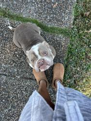 Lost Male Dog last seen General DeGaulle Dr, New Orleans, LA 70131