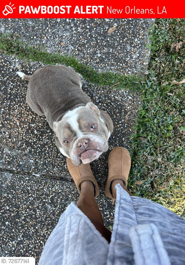 Lost Male Dog last seen General DeGaulle Dr, New Orleans, LA 70131