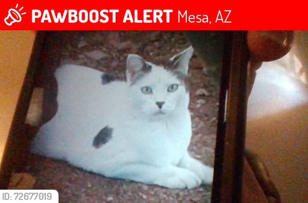 Lost Male Cat last seen Broadway and 24th street, Mesa, AZ 85204