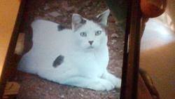 Lost Male Cat last seen Broadway and 24th street, Mesa, AZ 85204