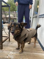 Lost Male Dog last seen Lancaster , Fort Worth, TX 76112