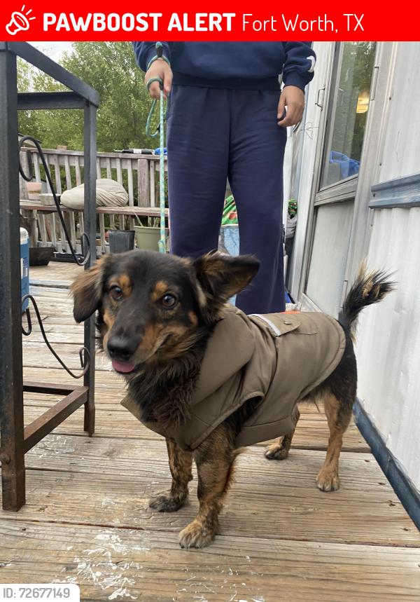 Lost Male Dog last seen Lancaster , Fort Worth, TX 76112