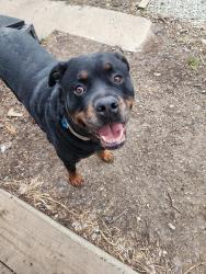 Found/Stray Male Dog last seen 17th & Rural, Indianapolis, IN 46218