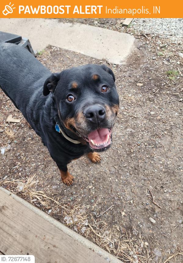 Found/Stray Male Dog last seen 17th & Rural, Indianapolis, IN 46218