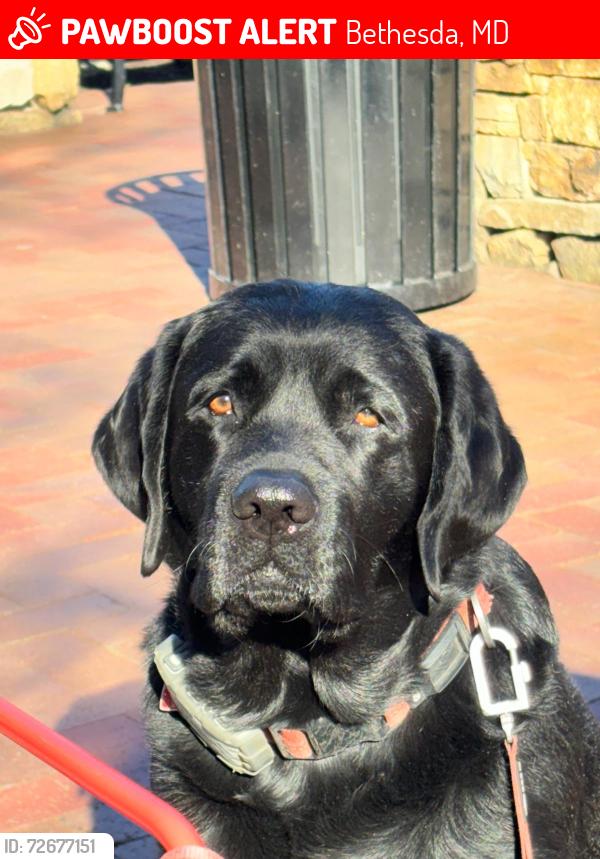 Lost Male Dog last seen Brooke Dr., Bethesda, MD 20817