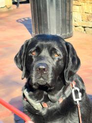 Lost Male Dog last seen Brooke Dr., Bethesda, MD 20817