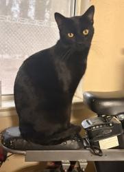 Lost Male Cat last seen Sandcastle ests-Belair View Ct , Henderson, NV 89074