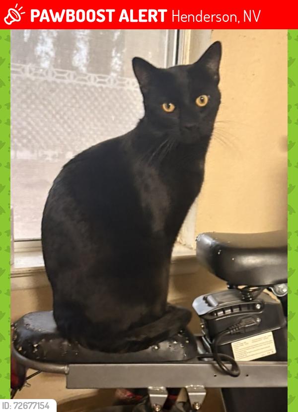 Lost Male Cat last seen Sandcastle ests-Belair View Ct , Henderson, NV 89074