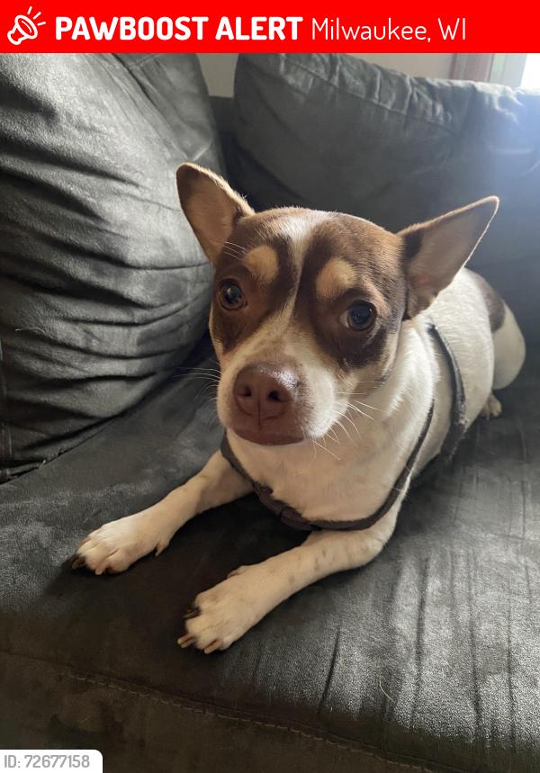 Lost Female Dog last seen E Brady St, Milwaukee, WI 53202