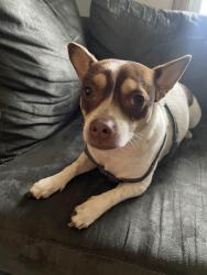 Lost Female Dog last seen E Brady St, Milwaukee, WI 53202