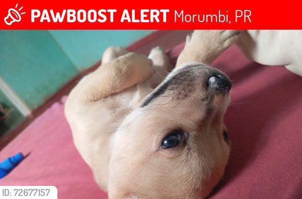 Lost Male Dog last seen Morumbi , Morumbi, PR 