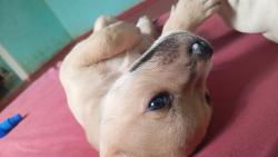 Lost Male Dog last seen Morumbi , Morumbi, PR 