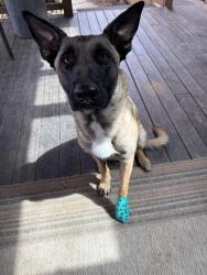 Lost Male Dog last seen Mt Hebron Church/ Creston community , Mt Hebron Rd, NC 28762