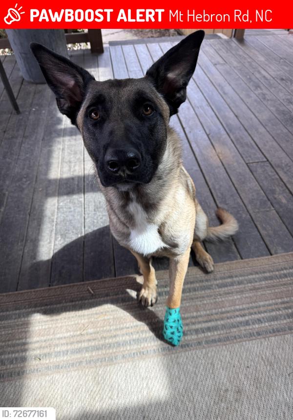 Lost Male Dog last seen Mt Hebron Church/ Creston community , Mt Hebron Rd, NC 28762