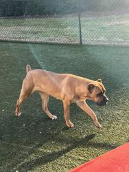 Found/Stray Female Dog last seen Anderson university front lawn, Anderson, SC 29622