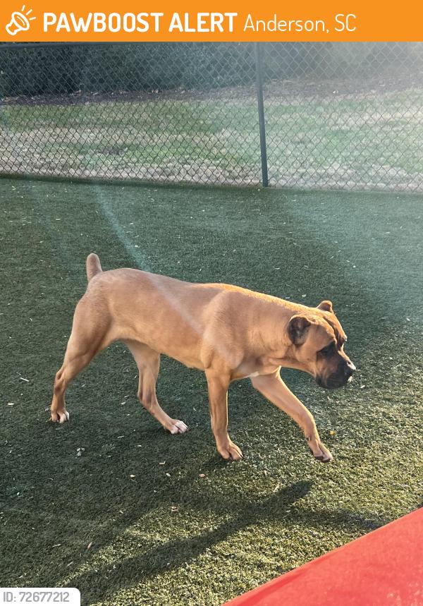 Found/Stray Female Dog last seen Anderson university front lawn, Anderson, SC 29622