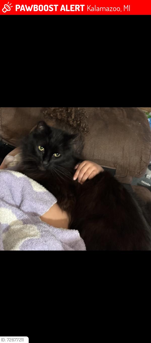 Lost Male Cat last seen Cambridge Dr. and Portage, Kalamazoo, MI 49001