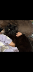 Lost Male Cat last seen Cambridge Dr. and Portage, Kalamazoo, MI 49001