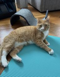 Lost Male Cat last seen Lancaster Avenue , Bryn Mawr, PA 19010