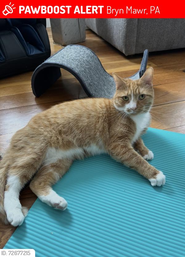 Lost Male Cat last seen Lancaster Avenue , Bryn Mawr, PA 19010