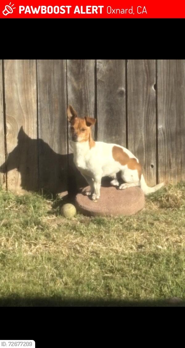 Lost Male Dog last seen Seaport drive , Oxnard, CA 93030