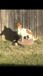 Lost Male Dog last seen Seaport drive , Oxnard, CA 93030