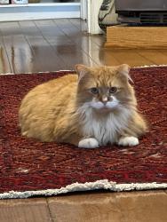 Lost Male Cat last seen  N 2nd at Walnut St, Brighton, MI 48116