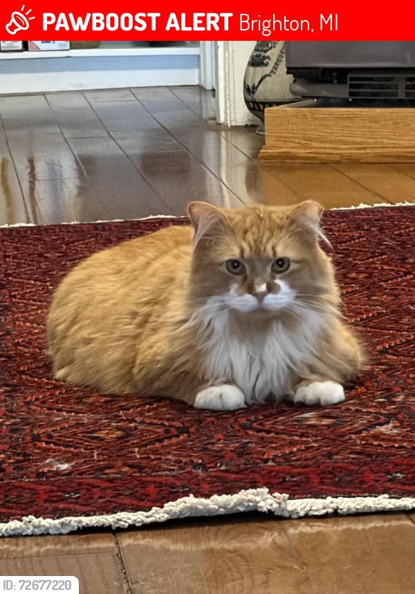 Lost Male Cat last seen N 2nd at Walnut St, Brighton, MI 48116