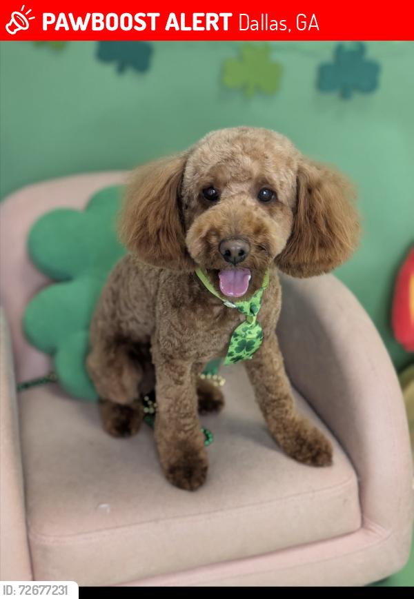 Lost Male Dog last seen Davis mill , Dallas, GA 30157